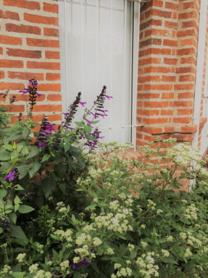 Jardines Floracion de salvias y doctorcito otoño