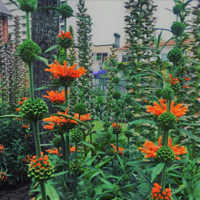 Jardines floracion leonotis leonorus