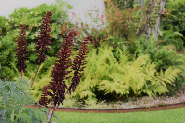 Jardines floracion primaveral