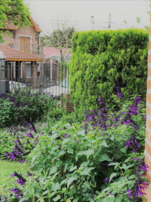 Jardines frente vista salvias