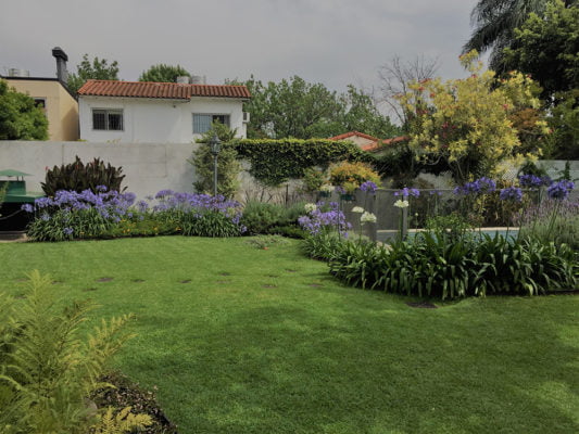 Jardines vista agapanthus en floracion