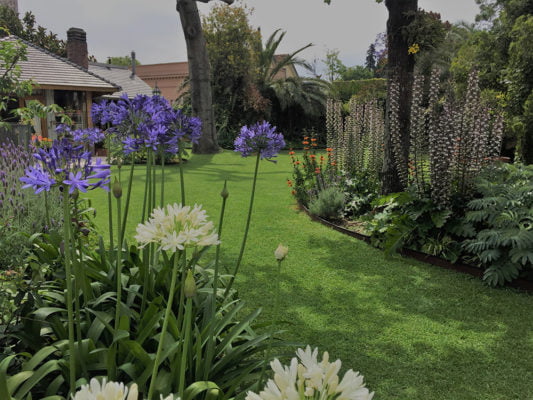 Jardines vista floracion estival acanthus