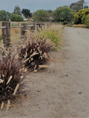 Parque floracion estival pennisetum