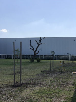 Plantacion arboles Parque Roca