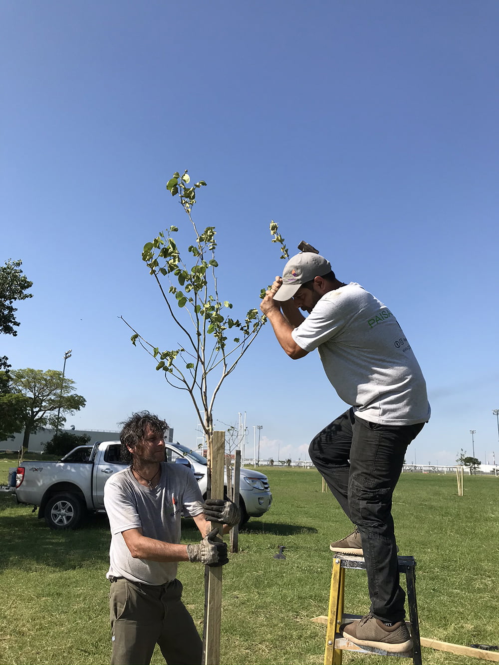 Plantacion de arboles