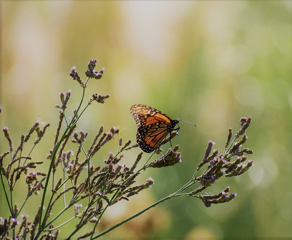 Plantas para atraer mariposas