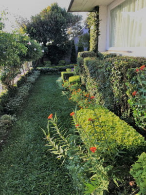 Terraza arbustos podados versus herbaceas que emergen floreciendo