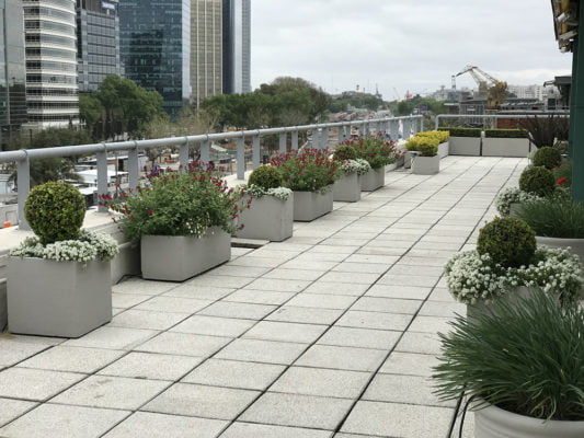 Terraza buxus versus floracion de salvias