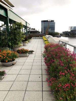 Terraza floracion estival
