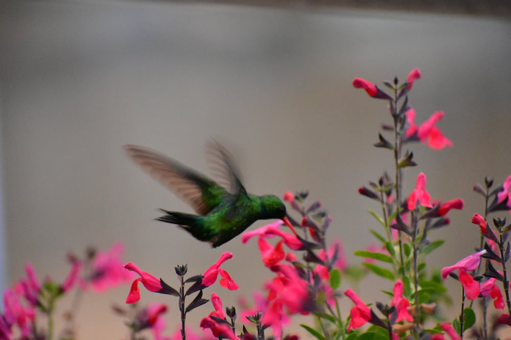 Terraza picaflor & salvia