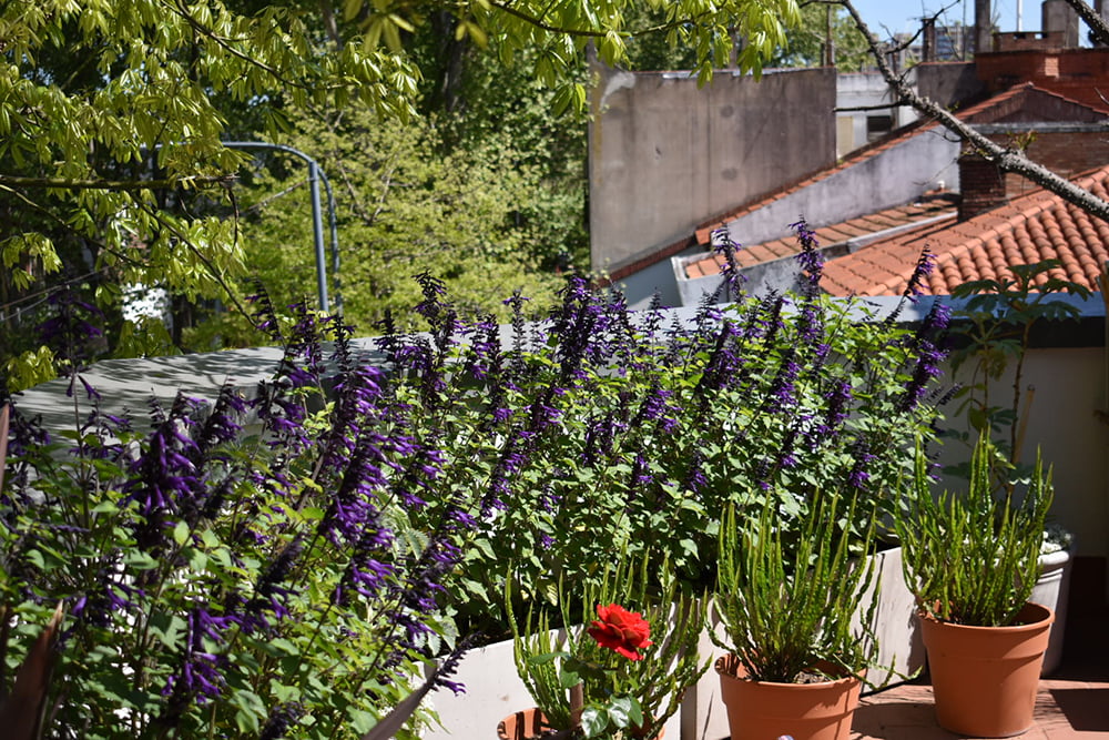 Terraza salvia guaranitica en flor