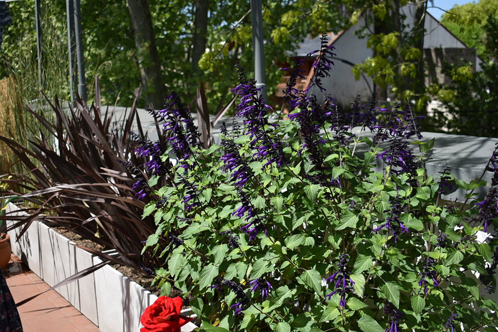 Terraza salvia guaranitica y formios