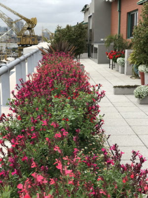 Terraza salvias