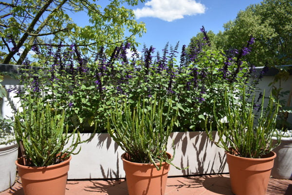 Terraza salvias & baccharis trimera