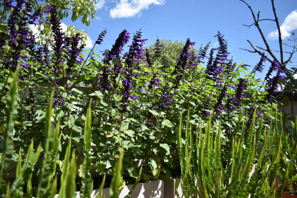 Terraza salvias y baccharis trimera