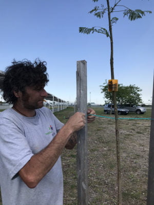 Tutorado de arboles parque roca