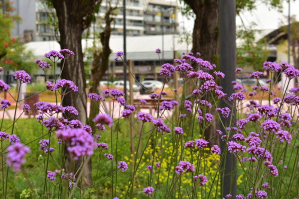 Verbena bonariensis plaza
